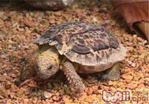 斑点陆龟的品种简介