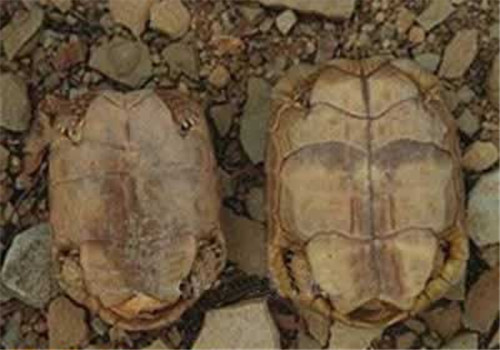 饲养包兰格海角陆龟的环境布置