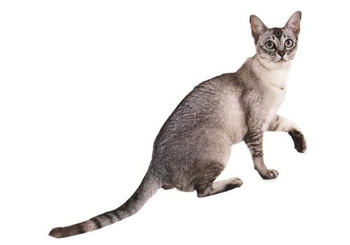 波米拉猫的品种简介