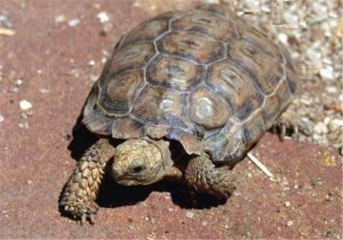 伯格海角陆龟的品种简介