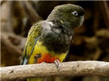 巴塔哥尼亚锥尾鹦鹉的环境要求