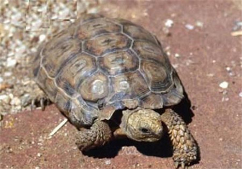 伯格海角陆龟的养护要点