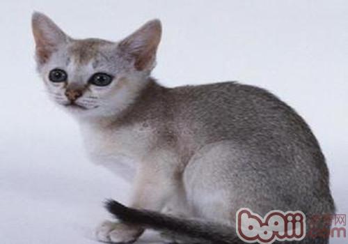 新加坡猫 新加坡猫