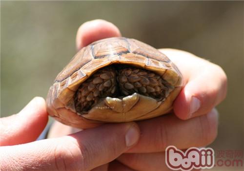 包兰格海角陆龟的养护方法