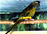 巴塔哥尼亚锥尾鹦鹉的外形特点