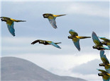 巴塔哥尼亚锥尾鹦鹉的食物要求