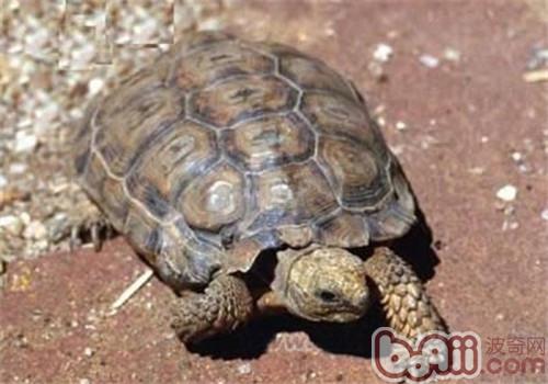伯格海角陆龟的养护要点