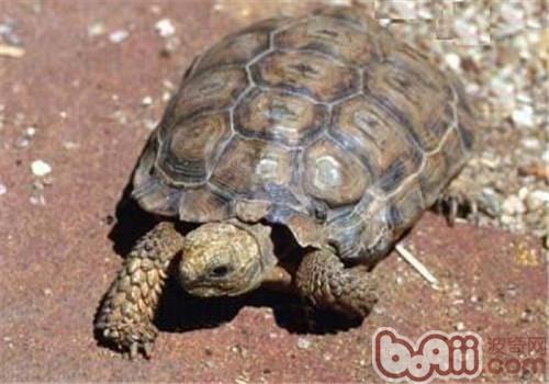 伯格海角陆龟的品种简介