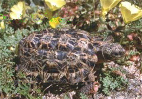 斑点陆龟的养护重点