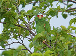 白顶亚马逊鹦鹉的环境要求