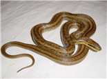 白条锦蛇的品种简介