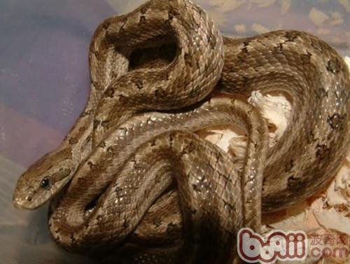 白条锦蛇的外形特征|爬虫品种-波奇网百科大全