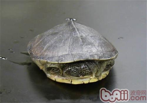 白胸側頸龜的品種簡介