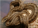 白条锦蛇的外形特征