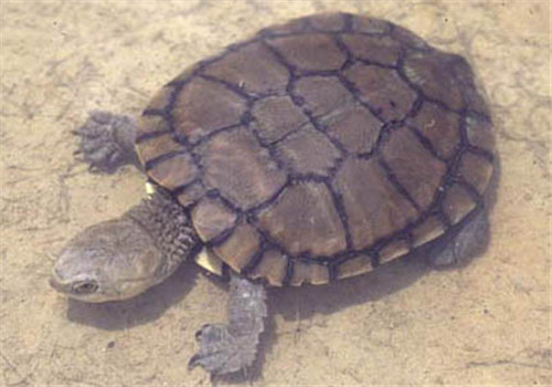 白胸侧颈龟的形态特征