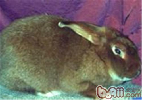 緞毛兔的肥育要點及食物的選擇