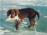 美国水猎犬的护理常识