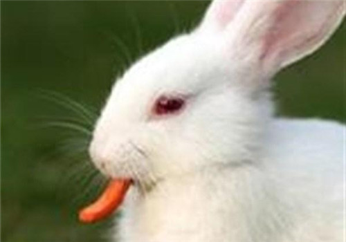 州大白兔的护理知识|兔子养护-波奇网百科大全