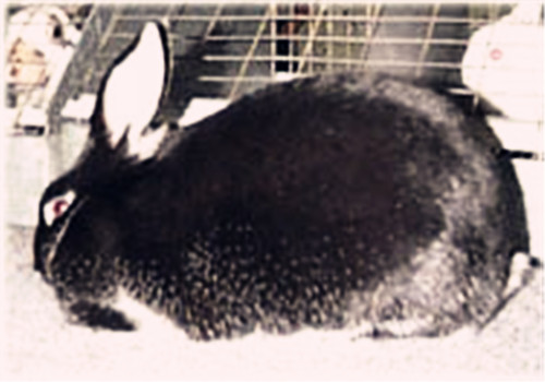 饲养缎毛兔的环境布置