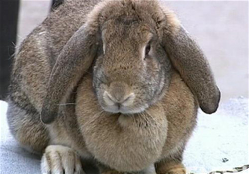 公羊兔的外貌特征