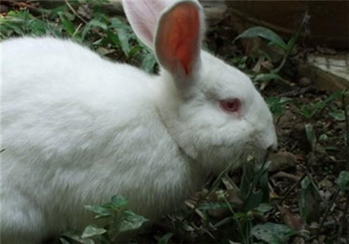 佛州大白兔的生活环境布置
