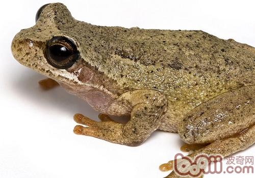棕树蛙的形态特征