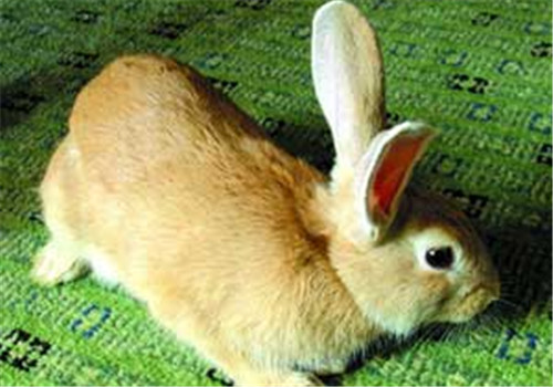 福建黄兔的品种简介