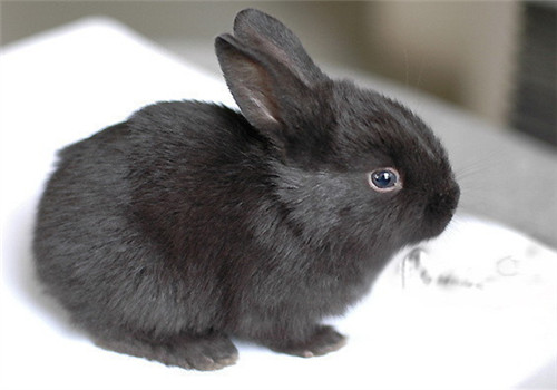 莲山黑兔的品种简介