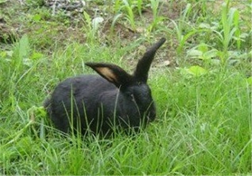 莲山黑兔的饲养及繁殖方法