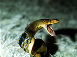 三索锦蛇的形态特征