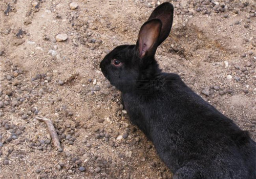 莲山黑兔的外形特征