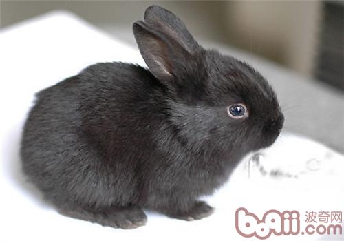 蓮山黑兔的品種簡介