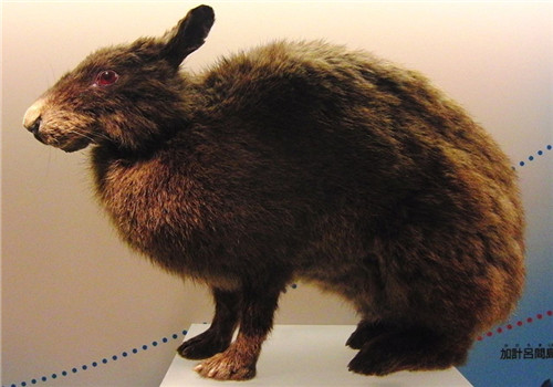 琉球兔的形态特征