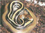 三索锦蛇的品种简介