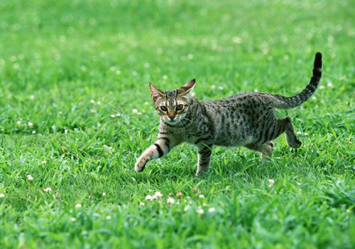 猫咪多大吃猫粮合适