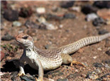 沙漠鬣蜥的品种简介
