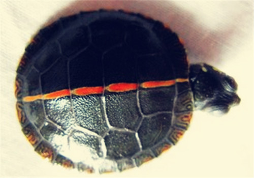 紅紋錦龜的品種簡介