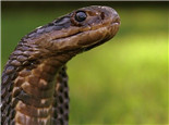 森林眼镜蛇的品种简介