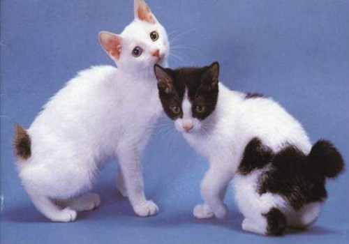 猫咪尾巴的作用|成猫饲养-波奇网百科大全