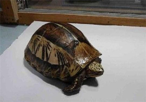 黄额闭壳龟的品种简介