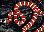 山王蛇的品種簡介