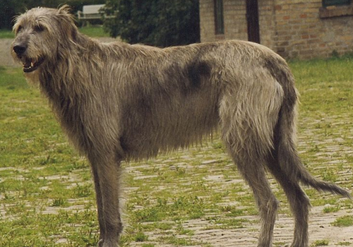 大型犬能托运吗