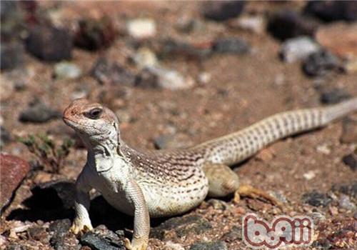 沙漠鬣蜥的品种简介