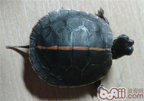 红纹锦龟的饲养注意事项