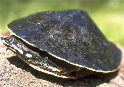 花面蟾龟的形态特征