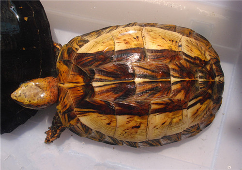 黄额闭壳龟的环境布置建议