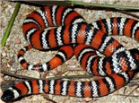 山王蛇的形態特征