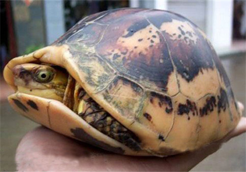 黄额闭壳龟的外观特征