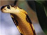 森林眼镜蛇的形态特征