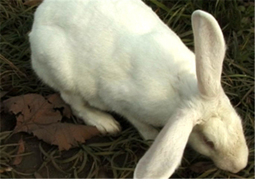日本大耳兔的生活环境